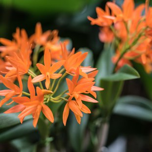 筑波実験植物園2