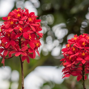 筑波実験植物園3