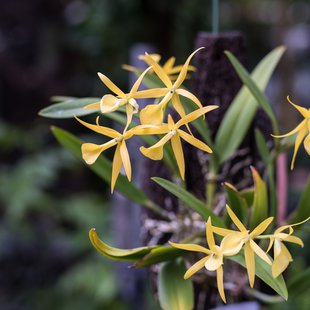 筑波実験植物園4