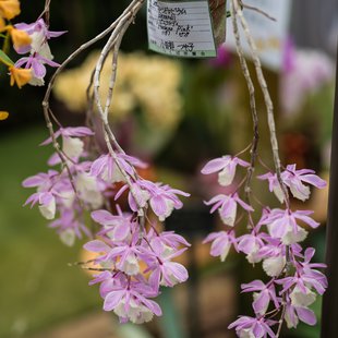 筑波実験植物園5