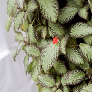 筑波実験植物園6