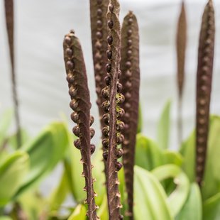 筑波実験植物園7