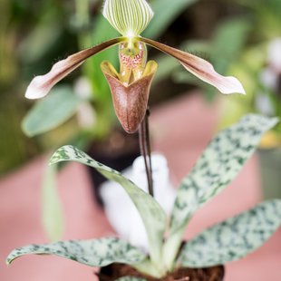 筑波実験植物園8