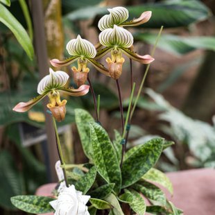 筑波実験植物園9