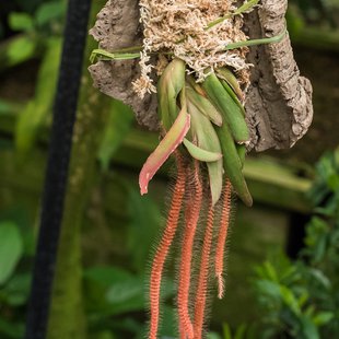 筑波実験植物園10