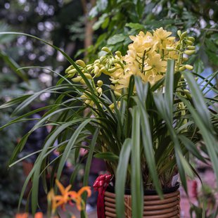 筑波実験植物園11