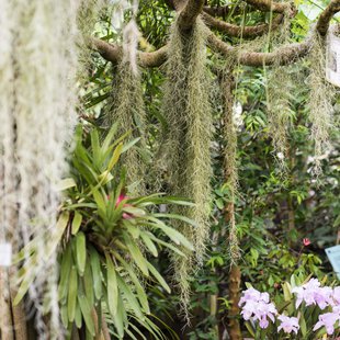 筑波実験植物園12