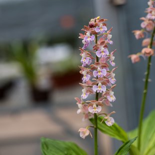 筑波実験植物園13