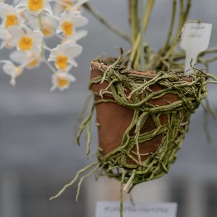 筑波実験植物園14