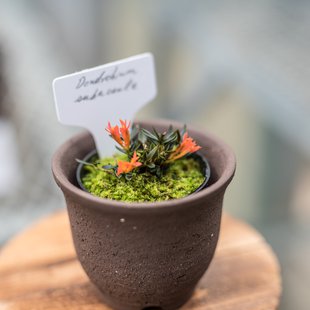 筑波実験植物園15