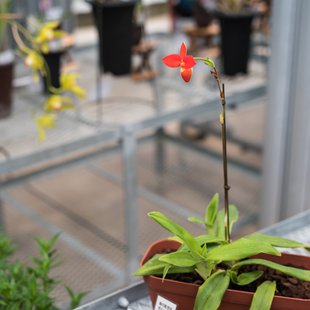 筑波実験植物園16