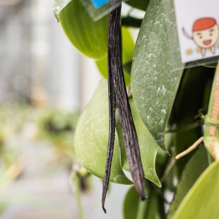 筑波実験植物園17