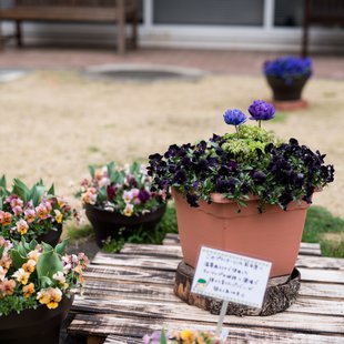 筑波実験植物園19