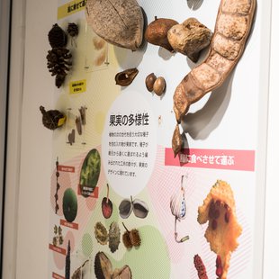 筑波実験植物園20