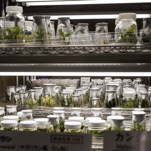 筑波実験植物園22