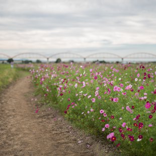 吹上コスモス畑(鴻巣)2