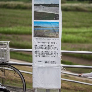 吹上コスモス畑(鴻巣)1