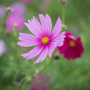 吹上コスモス畑(鴻巣)3