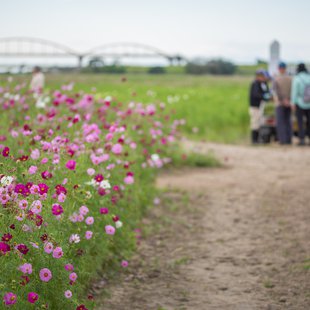 吹上コスモス畑(鴻巣)4