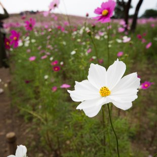 ひたち海浜公園1