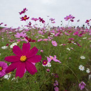 ひたち海浜公園2