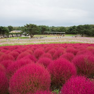 ひたち海浜公園3