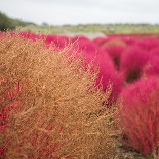 ひたち海浜公園4