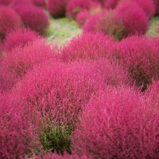 ひたち海浜公園5