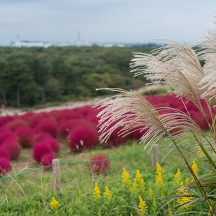ひたち海浜公園6