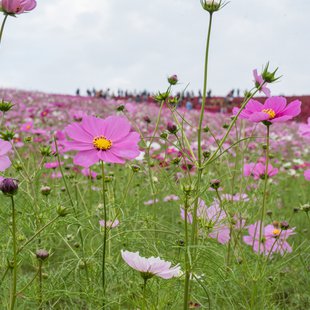 ひたち海浜公園7