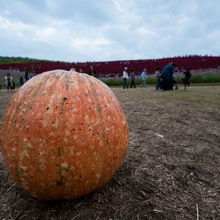 ひたち海浜公園8