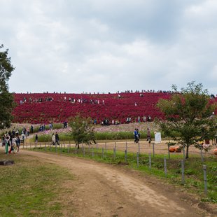 ひたち海浜公園9