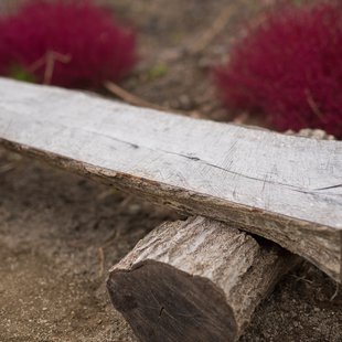 ひたち海浜公園10