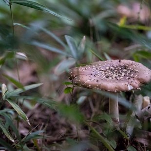 ひたち海浜公園11