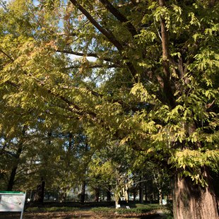 筑波実験植物園1