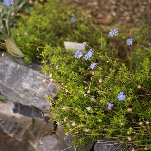 筑波実験植物園2