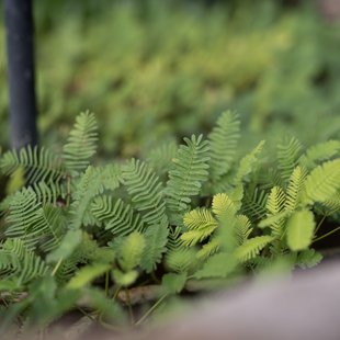筑波実験植物園3