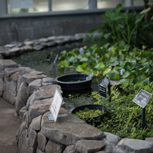 筑波実験植物園5