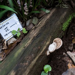 筑波実験植物園8