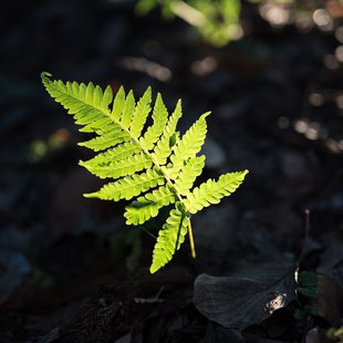 筑波実験植物園9