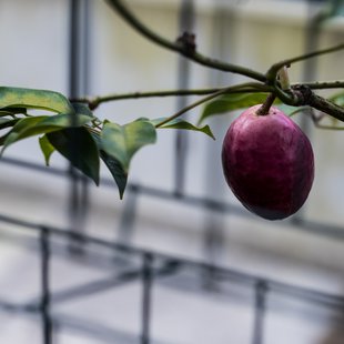 筑波実験植物園10