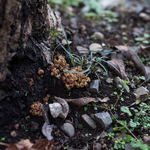 筑波実験植物園11