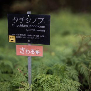 筑波実験植物園12