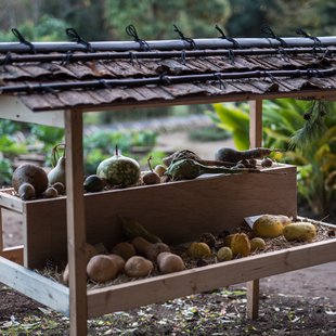 筑波実験植物園13
