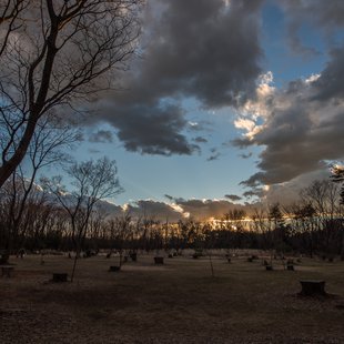 樹林公園(和光市)1