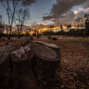 樹林公園(和光市)2