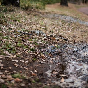 樹林公園(和光市)4