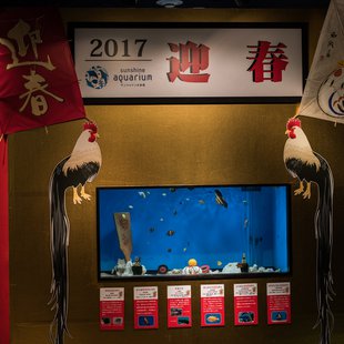 正月のサンシャイン水族館1