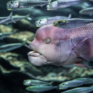 正月のサンシャイン水族館2