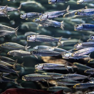 正月のサンシャイン水族館3